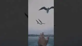 Неистовый зверь, траблы дым Адреналин ❤