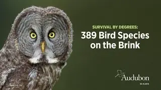 Science Cafe: Survival by Degrees: 389 Bird Species on the Brink