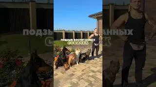 Собаки идут к хозяину строго соблюдая очередь❗️ Не можете справится с одной собакой? Поможем