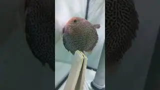 Дискусы, пантеры , первая личинка.