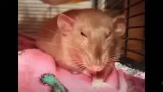 Rat clenches fist of rage meme edit