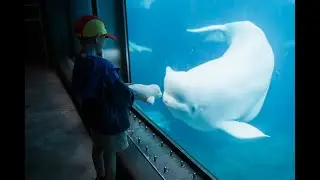 Lewison has INCREDIBLE interaction with Beluga Whale at SeaWorld