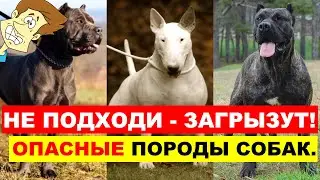ЗАГРЫЗУТ ДАЖЕ ВОЛКА! САМЫЕ СИЛЬНЫЕ И ОПАСНЫЕ ПОРОДЫ СОБАК. Волк против Собаки.