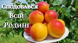 Сорт абрикосу для дому і не тільки. Абрикос Робада.
