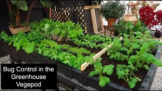 Gardening in our Greenhouse! (Bug Control & Vegepod raised bed) // Garden Farm