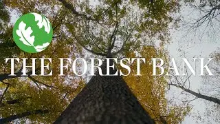 The Forest Bank