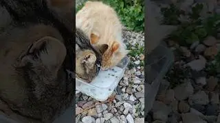 Порядочные братаны слегка забыли кошачий этикет и громко чавкают 😺😸😺 #trending #cat #cats #кот