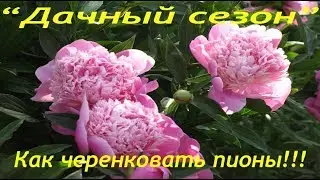 Как черенковать пионы