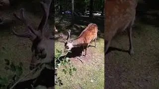 Олени