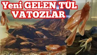 Yeni GELEN ( TÜL ) VATOZLAR  !!! Süper Red Tül, L144 Mavi göz Tül Vatoz ve Diğer Türler.