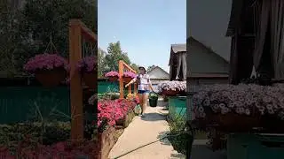 До и После огорода - Немного Юмора - Петуния выращивание - Природное земледелие