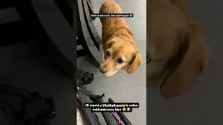 PACO está VIEJO y SUFRE las CONSECUENCIAS