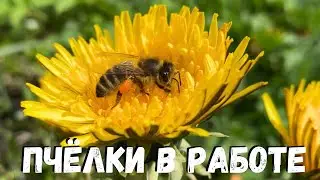 Апрель. Пчёлки в работе.
