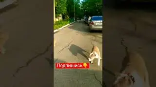 Страшная кися 😱, напугала малыша.