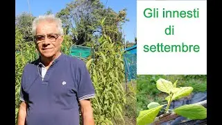 Gli innesti di settembre