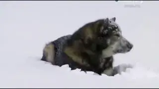 Тайга . Жизнь и работа  ⁄ ⁄