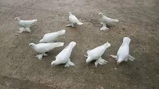 Бойние голуби, Белые лохмоногие, Грузия, Тбилиси 10.10.19 Roller pigeons, Georgia, Tbilisi