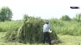 В Лагани уничтожили более 2 тысяч кустов дикорастущей конопли