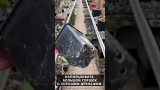 КАК ПОЛУЧИТЬ ДЕНЕЖНОЕ ДЕРЕВО С ТОЛСТЫМ СТВОЛОМ