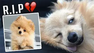 RIP Kong Logan Paul's Dog Kong Killed by a Coyote
