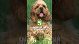 5 фактов о породе – Американский кокер-спаниель 