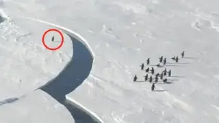 Стая пингвинов убегает от раскалывающегося льда / Penguins Running From Breaking Ice