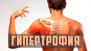Гипертрофия Мышечных волокон  Как Растут Мышцы  Как добиться разных типов Гипертрофии