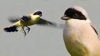Lesser grey shrike (Lanius minor) - hunter's flight | Film Studio Aves