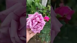rose grafted in spring 