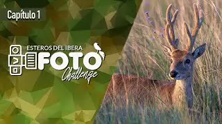 [ CAPITULO 1 ] IBERA FOTO CHALLENGE 2023