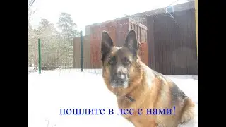 Запуск дрона в лабиринте, и прогулка по лесу.