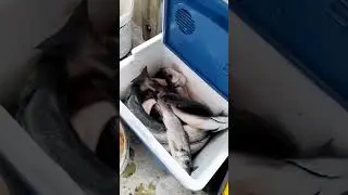 Bodrum'da Günlerden Levrek!!!