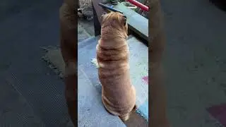 Наш Филя шарпей сидит деловой 