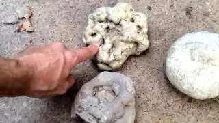 Thunder Eggs, Fossils, Geodes, Flint Nodules, Concretions and Moar!!