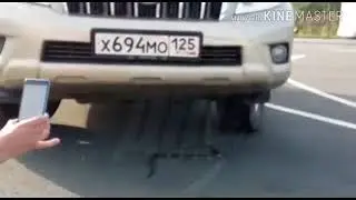 Змея залезла в машину в Приморье