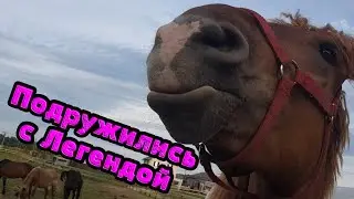 Кобыла Легенда беременна? Старичок Джони. Бойцовский петух.