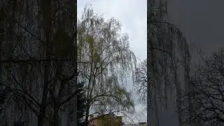 Tereshchenkivska Street, Kyiv  Kiev, Ukraine. 14.april.2023. Green trees. Cloudy +8C.