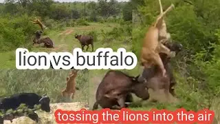 lion vs buffalo | lions are tossed into the air by the buffalos | wood animals #lion #buffalo