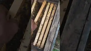 Пчёлы ПРОСЕЛИ НА ПОДСОЛНУХЕ так ли это БАКФАСТ В СТАРОМ ЛЕЖАКЕ УДИВИЛ вот как работают МОИ ДОЧКИ ☝️🐝