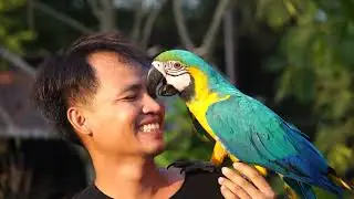 Любовь и попугаи. Паттайя. Love and parrots. Meeting Nicky. Pattaya.