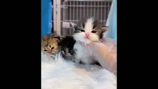 Fluffy kittens will bring you happiness ♥