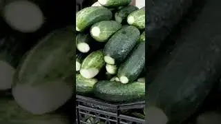 ДЕЛАЮ БРАГУ ИЗ ОГУРЦОВ #рецепты #брага #самогон #огуречныйсамогон #огурцовка