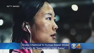 Study: Chemical In Human Sweat Sticks To Indoor Walls At 'Surprisingly High Rates'