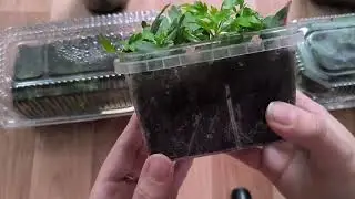 не было дома 3 недели,что стало с всходами эустомы. Черенки гортензии после ззаморозков