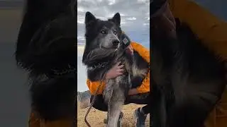 Вы когда-нибудь видели щенка Волкособа