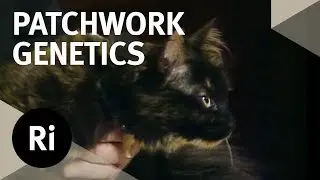 A Basic Explanation on Why (Almost) All Tortoiseshell Cats Are Female -  with Walter Bodmer