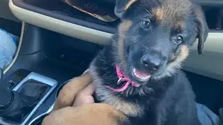 New Puppy