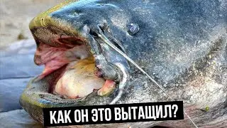 СУМАСШЕДШИЙ УЛОВ | ТОП 5 ЛУЧШИХ МОМЕНТОВ НА РЫБАЛКЕ