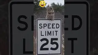 The New Speed Radar Camouflages! Which One do You Prefer? #‼shorts #memes #decoration #games