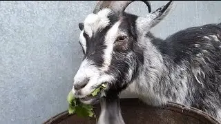 Гірчиця та Мокриця з городу - РАЙ для Кіз!